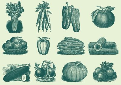 دانلود مجموعه وکتور سبزیجات وینتیج برای پروژه های صنایع غذایی شما نشریات مزرعه یا موضوعات گیاهی در طرح های شما