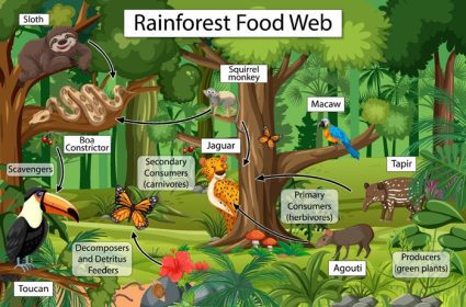 دانلود نمودار برداری که شبکه غذایی در جنگل های بارانی را نشان می دهد