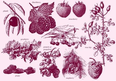 دانلود مجموعه وکتور انواع توت های پرنعمت برای پروژه های مزرعه شما انتشارات صنایع غذایی یا موضوعات رستوران در طرح های شما