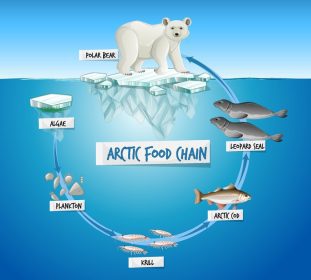 دانلود وکتور مفهوم نمودار زنجیره غذایی قطب شمال