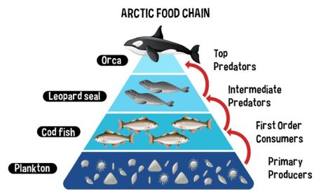 دانلود نمودار برداری نشان دهنده زنجیره غذایی قطب شمال برای آموزش