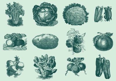 دانلود مجموعه وکتور سبزیجات وینتیج برای پروژه های مزرعه شما انتشارات صنایع غذایی یا موضوعات رستوران در طرح های شما