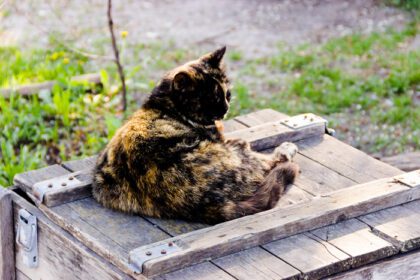 دانلود عکس یک گربه سیاه زیبا روی جعبه چوبی نشسته است
