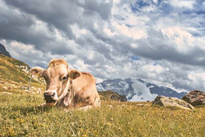 دانلود عکس یک گاو در مرتعی در کوه های آلپ سوئیس