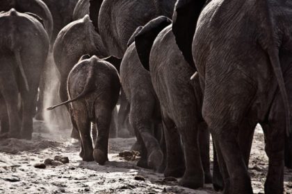 دانلود عکس گله ای از فیل ها در کنار ساحل رودخانه راه می روند
