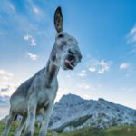 سبد خرید و پرداخت