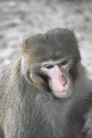 دانلود عکس یک میمون غمگین که به بیرون نگاه می کند عکس نزدیک از یک میمون