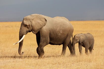 دانلود عکس فیل آفریقایی با گوساله