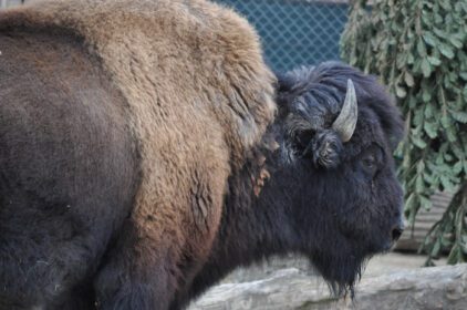 دانلود عکس حیوان پستاندار گاومیش کوهان دار امریکایی
