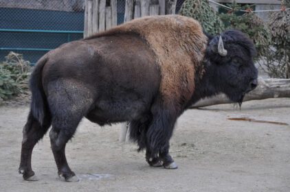 دانلود عکس حیوان پستاندار گاومیش کوهان دار امریکایی