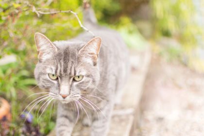 دانلود عکس خشم به دنبال گربه در باغ نزدیک