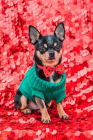 دانلود عکس حیوان خانگی سگ چیهواهوا در ژاکت سبز روی قرمز