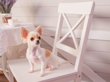 دانلود عکس حیوان خانگی سگ چیهواهوا سفید روی صندلی سفید نشسته است