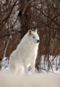 دانلود عکس گرگ قطب شمال در زمستان