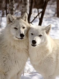 دانلود عکس گرگ های قطب شمال در زمستان