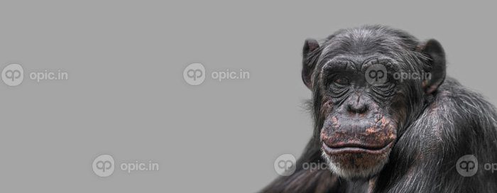 دانلود بنر عکس با پرتره خندان از نزدیک شامپانزه