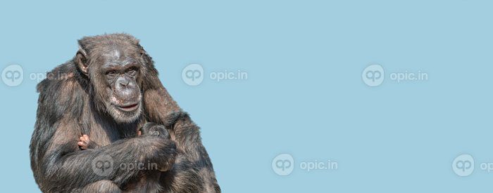دانلود بنر عکس با پرتره مادر شامپانزه با نازش