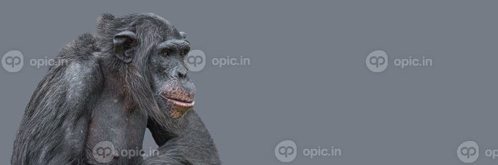 دانلود بنر عکس با پرتره از نمای نزدیک شامپانزه با ظاهر هوشمند
