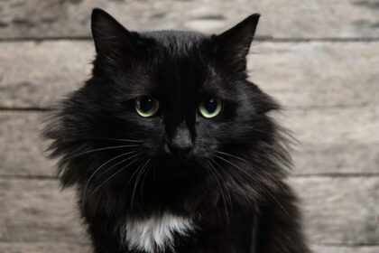 دانلود عکس گربه سیاه زیبا با چشمان سبز با خال سفید و یک