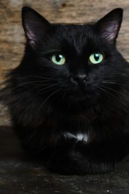 دانلود عکس گربه سیاه زیبا با چشمان سبز با خال سفید و یک