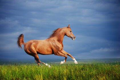 دانلود عکس اسب عربی قرمز زیبا در حال تاختن
