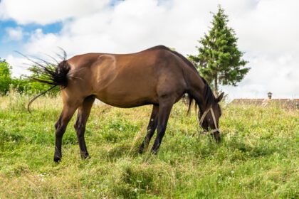 دانلود عکس اسب نر قهوه ای وحشی زیبا در چمنزار گل تابستانی