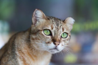 دانلود عکس گربه بنگال قهوه ای روشن و کرم