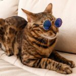 سبد خرید و پرداخت