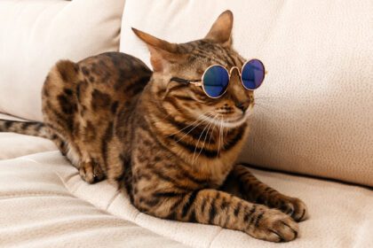 دانلود عکس گربه بنگال در حال استراحت روی مبل خنده دار با عینک