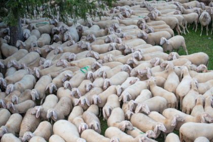 دانلود عکس برگامو ایتالیا گوسفند در حین تردد در