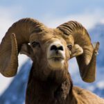 دانلود عکس در فضای باز کراس کانتری در حال اجرا در مفهوم برای ورزش