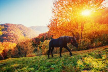 دانلود عکس اسب سیاه در کوهستان کارپات ها اوکراین اروپا