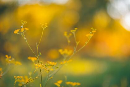 دانلود عکس انتزاعی غروب خورشید منظره مزرعه گلهای زرد و چمن