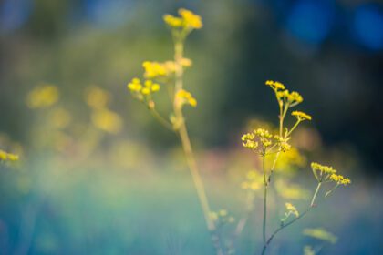 دانلود عکس انتزاعی غروب خورشید منظره مزرعه گلهای زرد و چمن