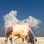 دانلود وکتور تصویر آبرنگ بادکنک هوایی با شکل قلب برای استفاده در روز ولنتاین