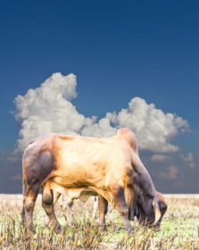 دانلود عکس ابرهای آبی گاو تایلند