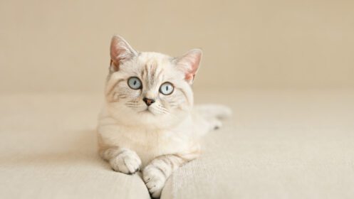 دانلود عکس بچه گربه اسکاتلندی چشم آبی روی مبل بژ