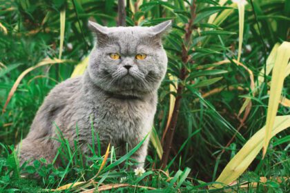 دانلود عکس گربه مو کوتاه بریتانیایی در چمن سبز نشسته و به آن نگاه می کند