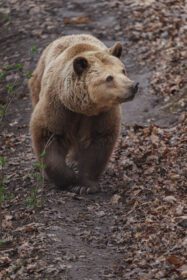 دانلود عکس خرس قهوه ای در باغ وحش