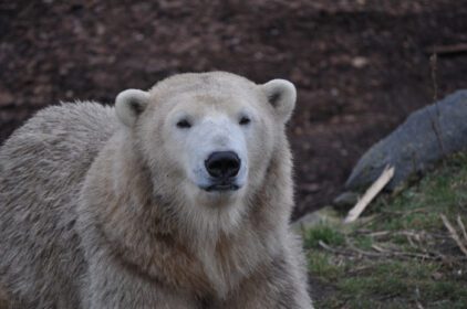 دانلود عکس حیوان پستاندار خرس قهوه ای