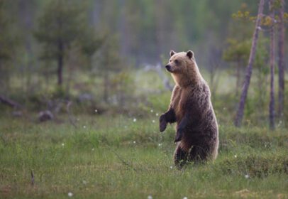 دانلود عکس خرس قهوه ای ursus arctos