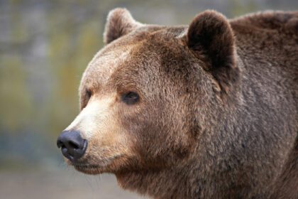 دانلود عکس خرس قهوه ای ursus arctos
