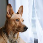 سبد خرید و پرداخت