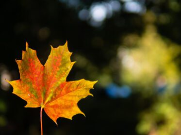 دانلود عکس پس زمینه پاییزی با تک برگ زرد و قرمز روشن