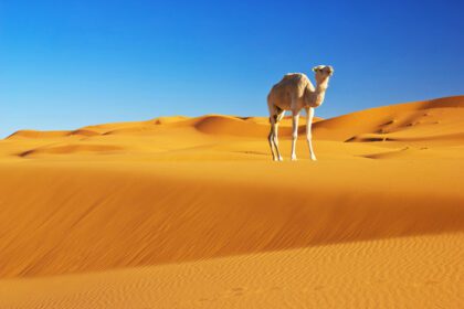 دانلود عکس شتر در صحرای صحرا مراکش