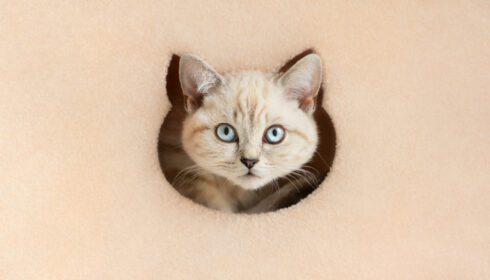 دانلود عکس گربه با کنجکاوی از سوراخی در برج گربه به بیرون نگاه می کند