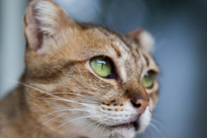 دانلود عکس چشم گربه ای گربه بنگال در رنگ قهوه ای روشن و کرم