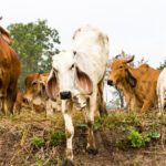 دانلود وکتور پترن گل تزئینی با رنگ بنفش