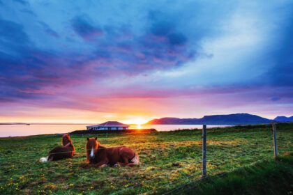 دانلود عکس اسب های جذاب ایسلندی در مرتعی با کوه ها در