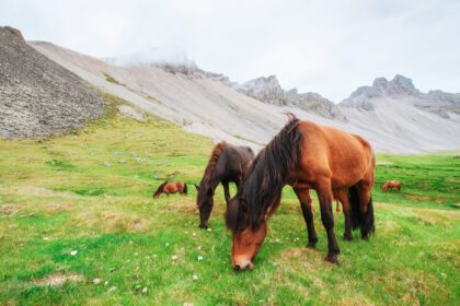 دانلود عکس اسب های جذاب ایسلندی در مرتعی با کوه